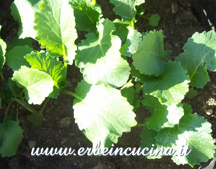 Giovani piante di cime di rapa / Turnip tops, young plants