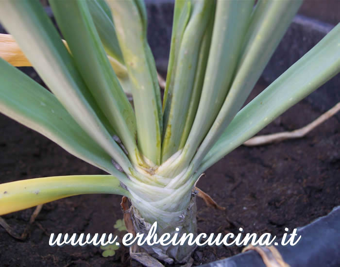 Cipolla bianca, pronta da raccogliere / White onion, ready to be harvested