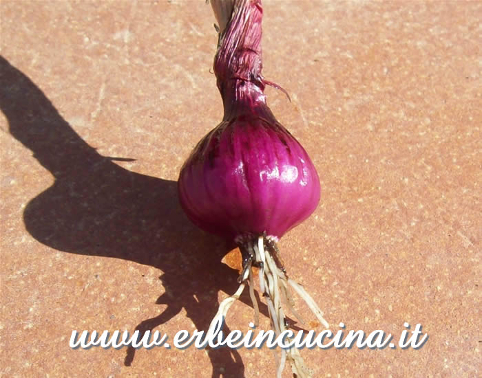 Cipolla rossa di Brunswick / Brunswick Red Onion