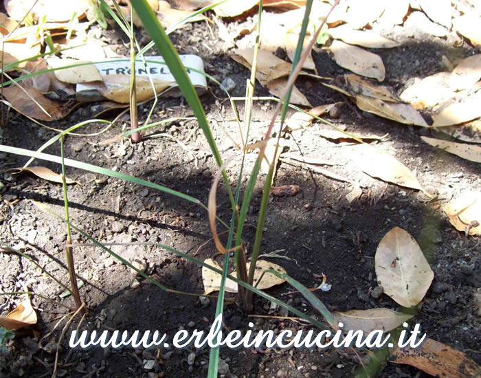 Citronella (Erba della Pampa), pianta adulta / Lemon grass plant