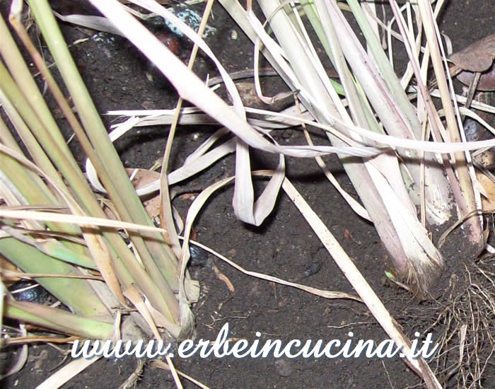 Citronella pronta da raccogliere / Lemon grass clumps, ready to be harvested