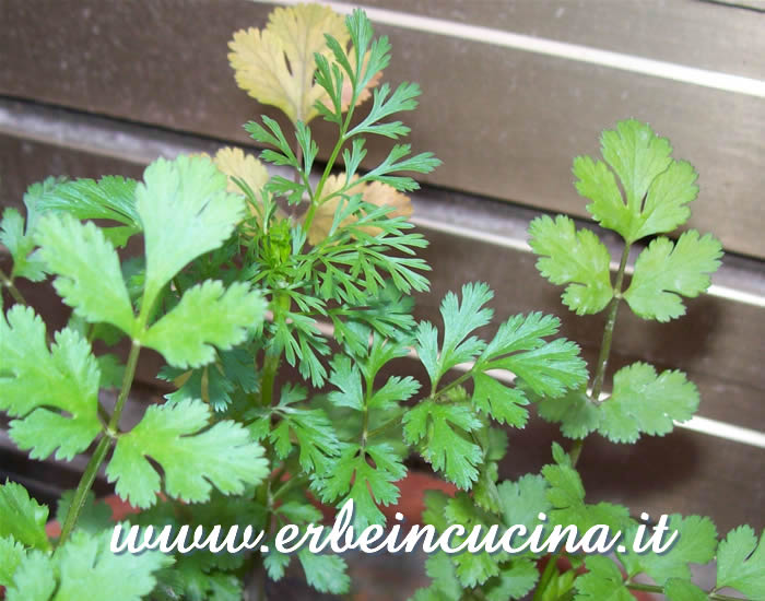 Coriandolo, cambio delle foglie / Coriander, bolting