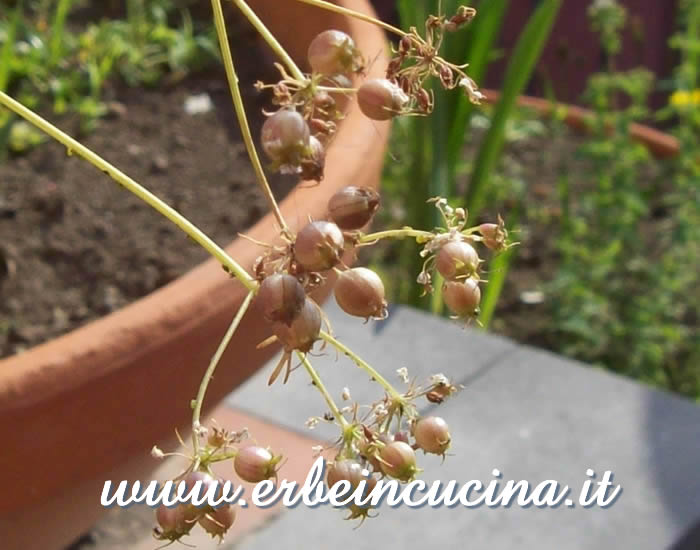 Produzione semi / Seeds production