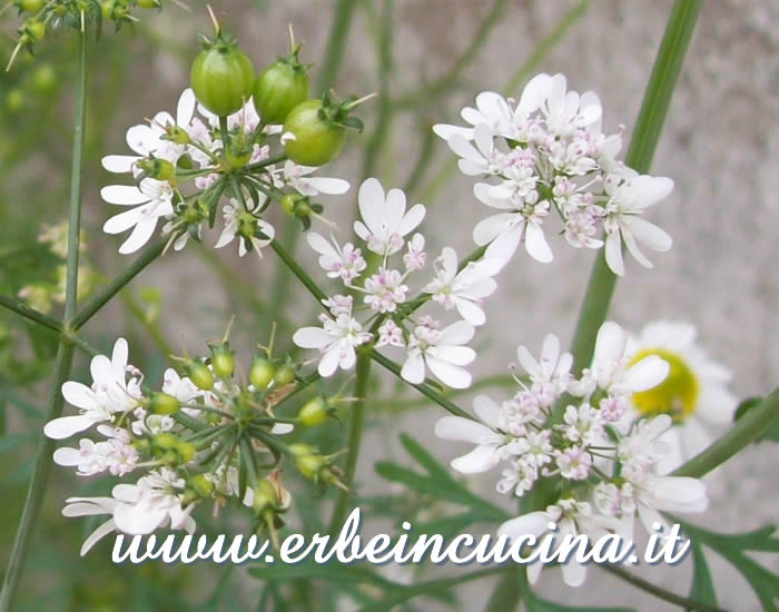 Fiori e primi semi di coriandolo / Coriander flowers and seeds