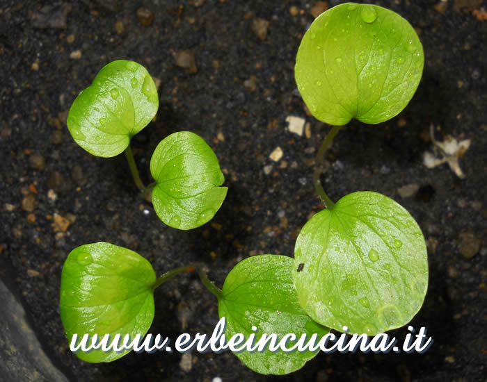 Giovani piante di corinoli comune / Alexanders young plants
