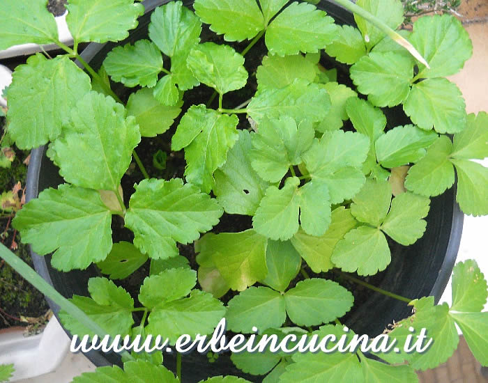 Corinoli comune pronto da raccogliere / Alexanders, ready to be harvested