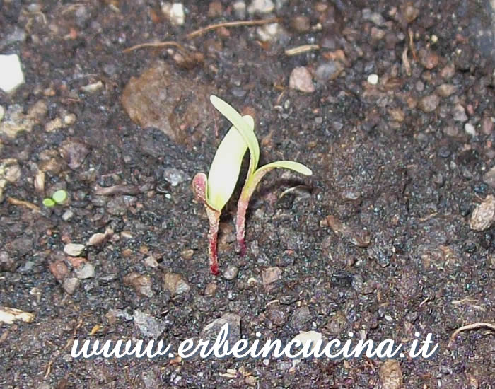 Piantine neonate di coste arcobaleno / Newborn Rainbow Chards Plants