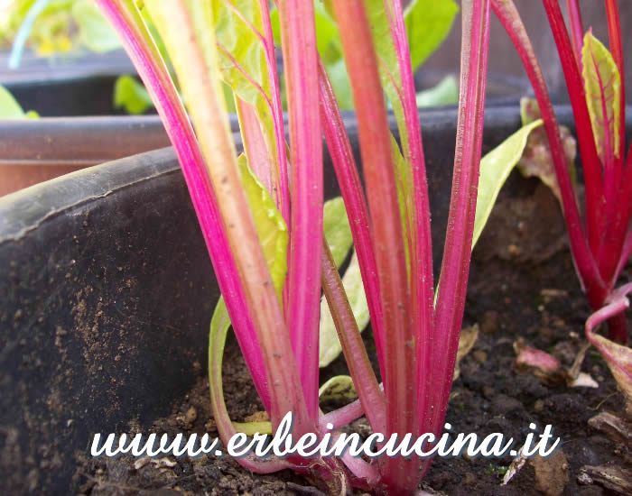 Dettaglio coste arcobaleno, variante rosa / Rainbow Chards detail, pink variety