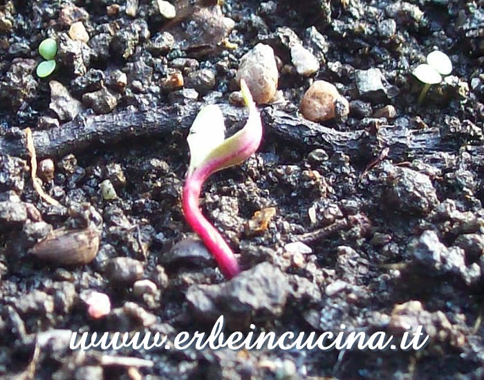 Piantine neonate di coste rabarbaro / Newborn Rhubarb Chards Plants