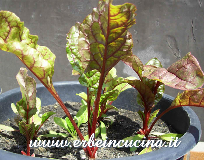 Giovani piante di coste rabarbaro (rhubarb chards) / Young Rhubarb Chards Plants