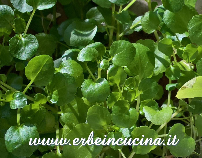 Crescione d'acqua pronto da raccogliere / Watercress, ready to be harvested