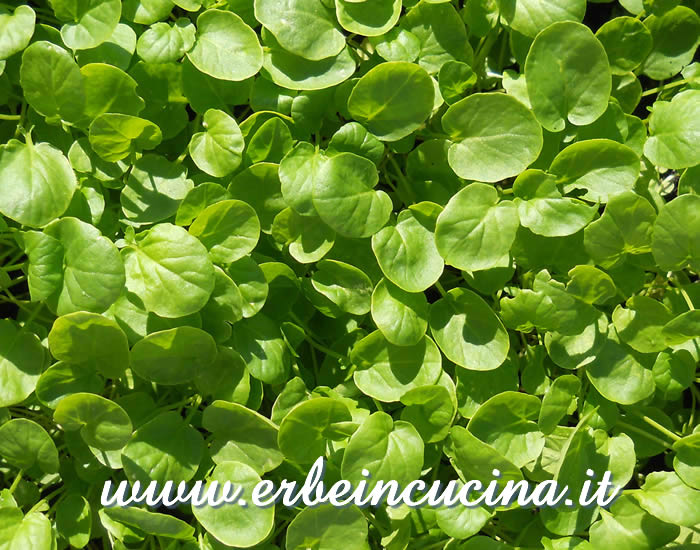 Crescione di terra (crescione americano)  / Land cress (american cress )