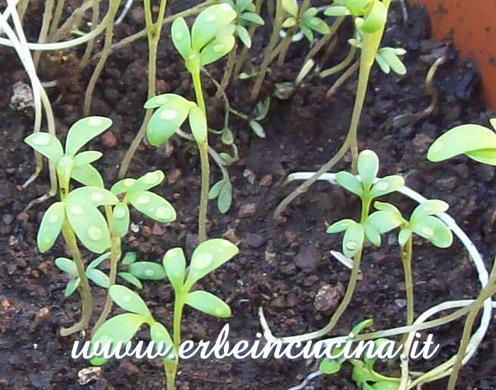 Piantine neonate di crescione / Newborn Watercress Plants