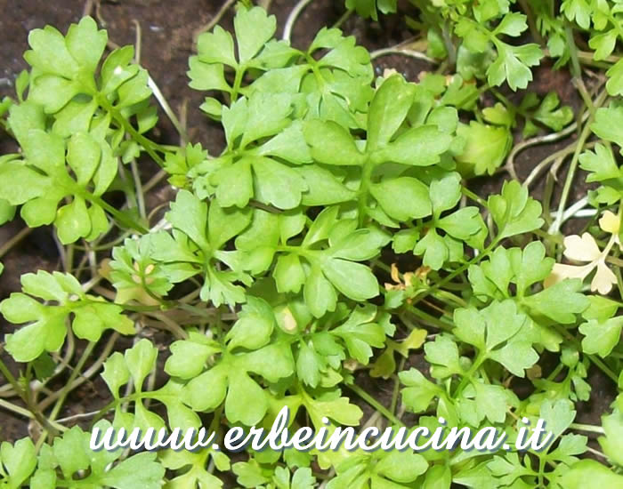 Crescione pronto da raccogliere / Cress, ready to be harvested