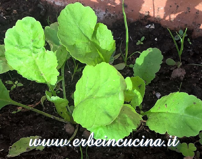 Crescione persiano pronto da raccogliere / Persian cress, ready to be harvested