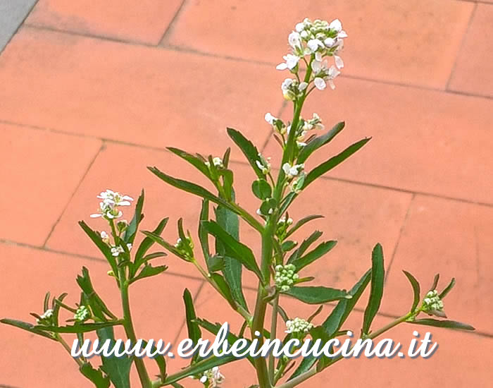 Fiore di crescione persiano / Persian cress flower