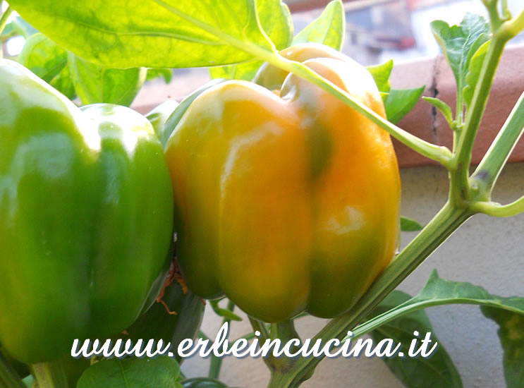 Peperone Cueno giallo in maturazione / Ripening Cueno yellow pod