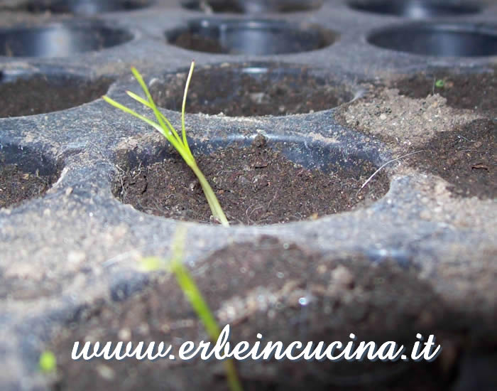 Piantine neonate / Newborn plants