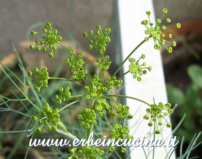 Cumino in fase di fioritura / Cumin plant, blooming