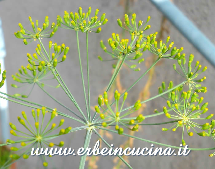 Semi di cumino in formazione / Cumin small seeds