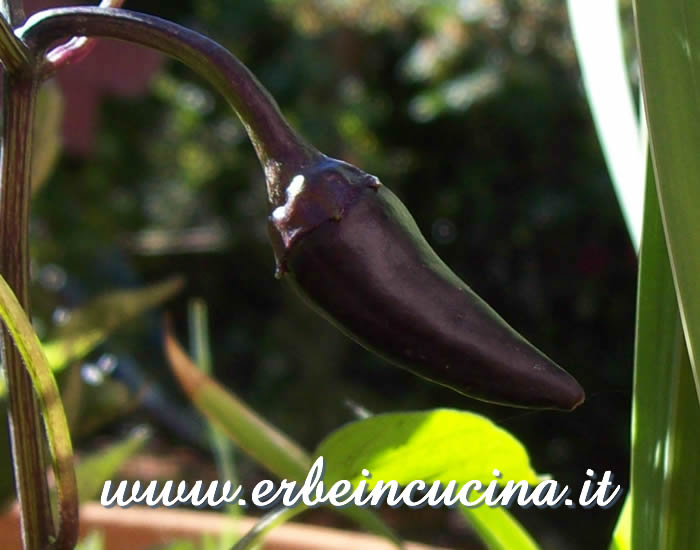 Peperoncino Czechoslovakian Black non ancora maturo / Unripe Czechoslovakian Black chili pod