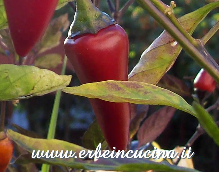 Peperoncino Czechoslovakian Black maturo / Ripe Czechoslovakian Black chili pod