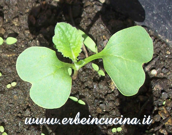 Giovane pianta di daikon / Daikon Young Plant