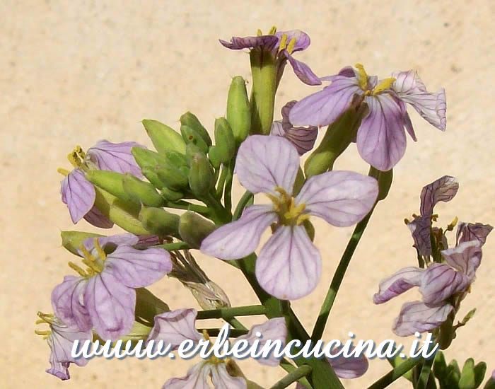 Fiori di daikon / Daikon Flowers