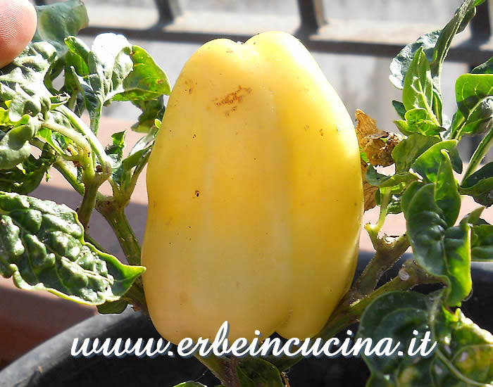 Peperone Diamond White non ancora maturo / Unripe Diamond White bell pepper