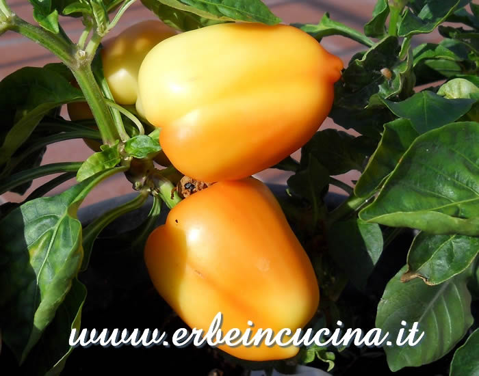 Peperoni Diamond White a vari stadi di maturazione / Ripening Diamond White bell peppers