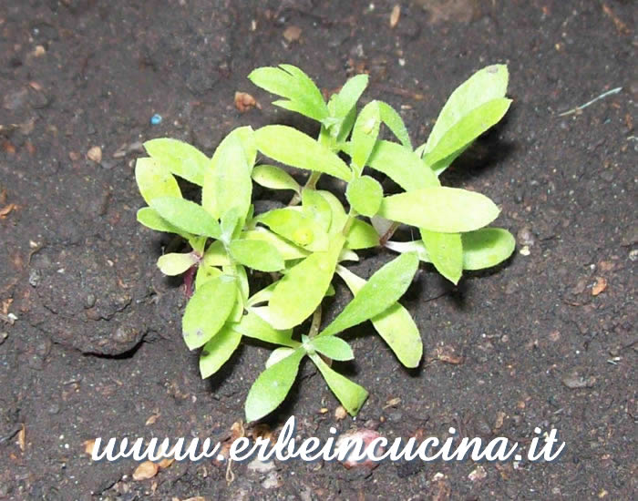 Piante di dragoncello russo / Russian tarragon plants