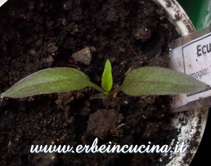 Peperoncino Ecuadorian Purple, prime foglie vere / Ecuadorian Purple chili pepper, first true leaves