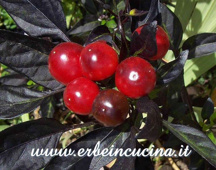 Peperoncini Ecuadorian Purple maturi / Ripe Ecuadorian Purple chili pods