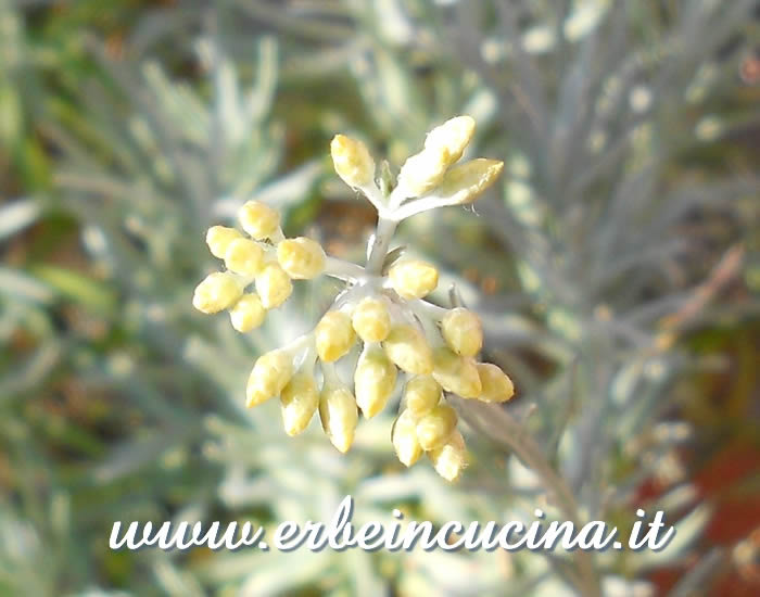 Bocciolo di elicriso / Curry plant bud