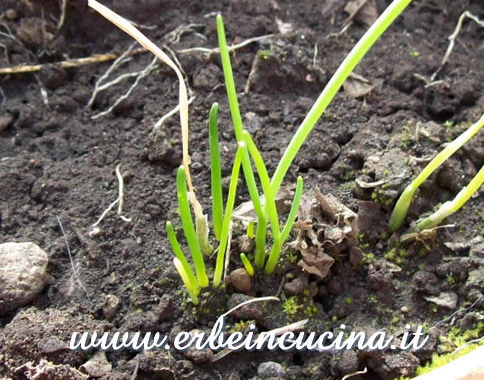 Prime foglie dopo la quiescenza invernale / Leaves emerging from winter dormancy