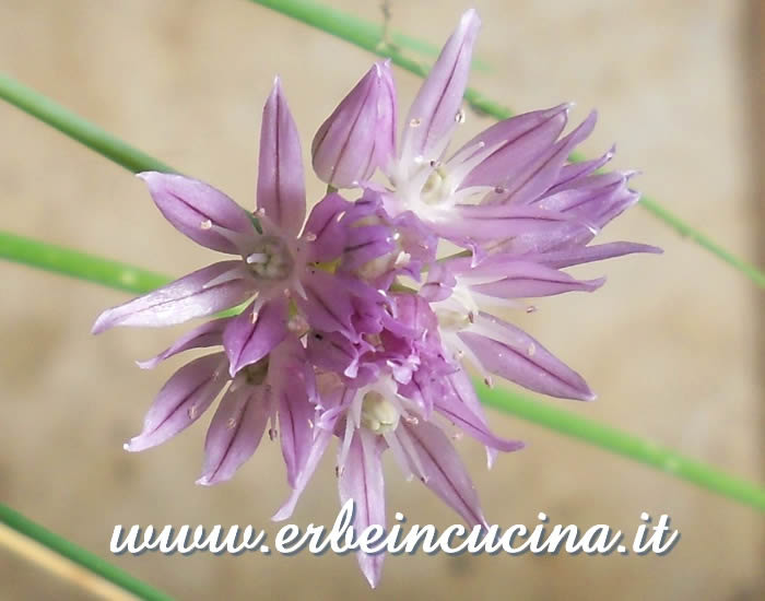Fiore di erba cipollina / Chives flower