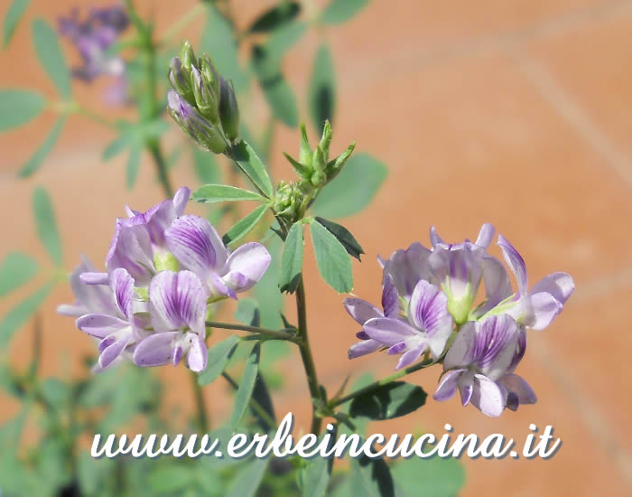Fiori di erba medica / Alfalfa flowers