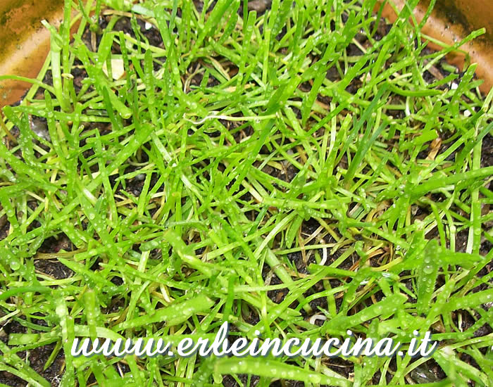 Erba stella (minutina) pronta da raccogliere / Buck's-horn plantain, ready to be harvested