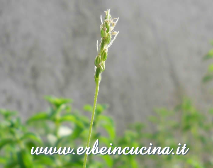 Fiore di erba stella / Buck's-horn plantain flower