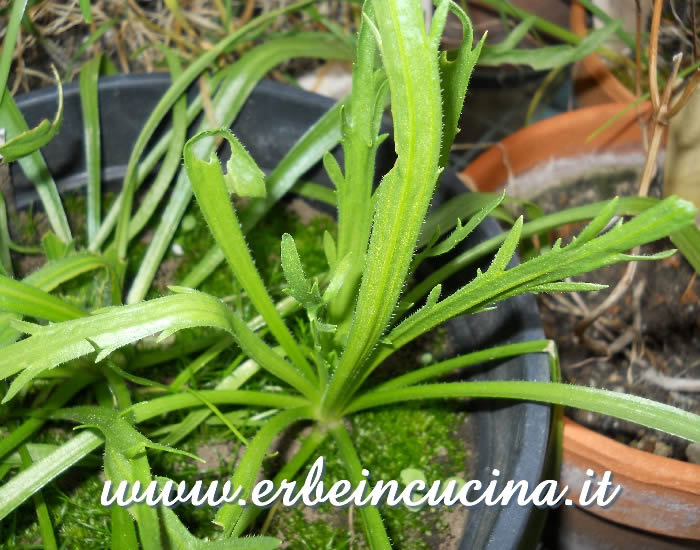 Rosetta di erba stella / Buck's-horn plantain