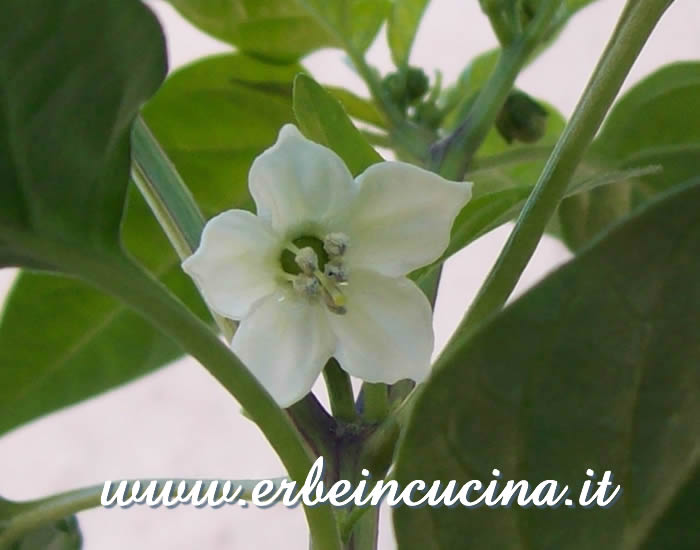 Fiore di peperoncino Ethiopian Brown Berbere  / Ethiopian Brown Berbere chili flower