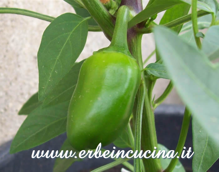 Peperoncino Ethiopian Brown Berbere non ancora maturo / Unripe Ethiopian Brown Berbere chili pod