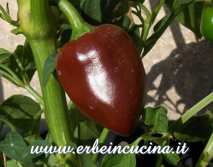 Peperoncino Ethiopian Brown Berbere quasi maturo / Almost ripe Ethiopian Brown Berbere chili pod