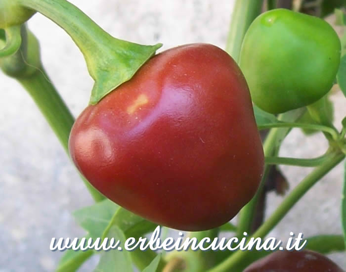 Peperoncino Ethiopian Brown Berbere maturo / Ripe Ethiopian Brown Berbere chili pod