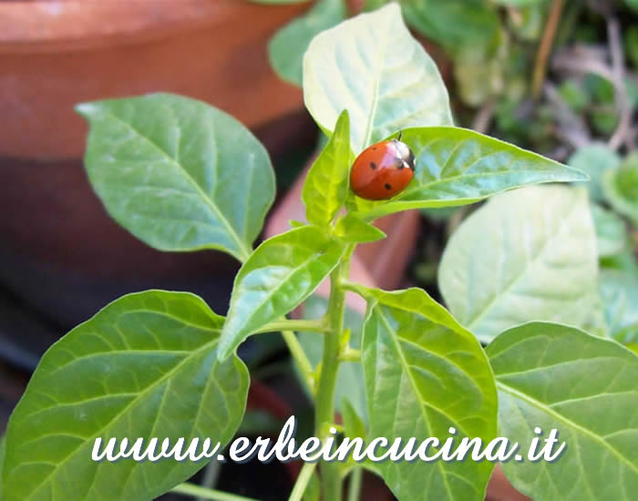 Coccinella su peperoncino Explosive Ember Yellow / Ladybug on a Explosive Ember Yellow plant