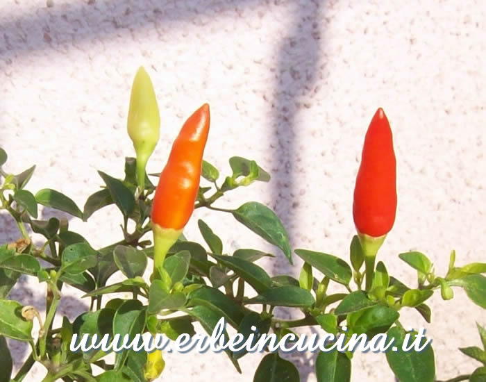 Peperoncini Explosive Ember Yellowa vari stadi di maturazione / Ripe and unripe Explosive Ember Yellow chili pepper pods