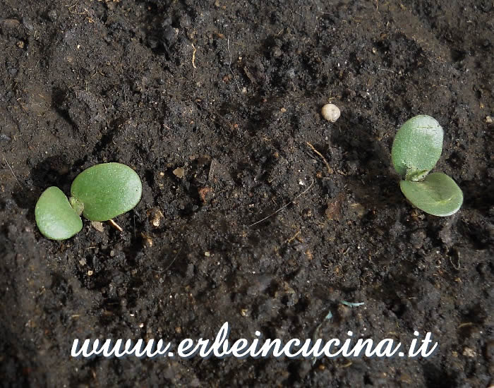 Piantine di fagiolo di Goa / Newborn Asparagus Pea plants