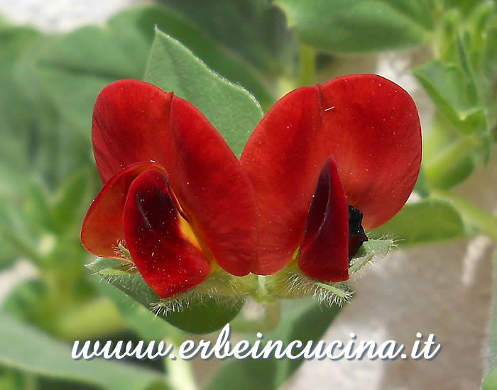 Fiori di fagiolo di Goa / Asparagus Pea flowers