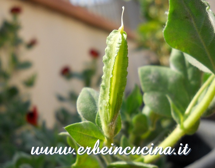 Baccello di fagiolo di Goa / Asparagus Pea pod