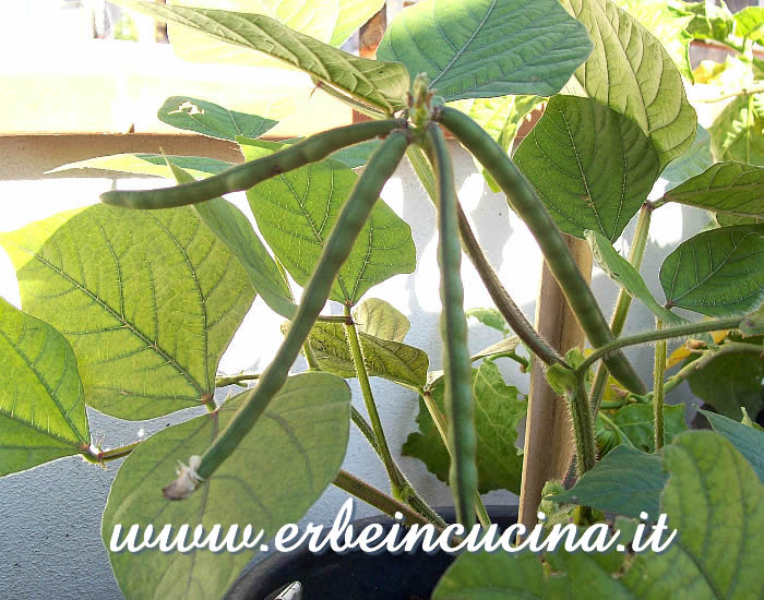 Primi baccelli di fagiolo mungo / Mung Bean first pods